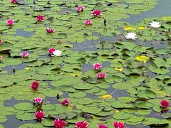 -白鹭湾湿地公园