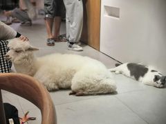 -Heymao猫咖.咖啡厅(东门店)