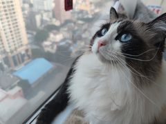 -Catmate·猫肥家润(金润铂宫店)