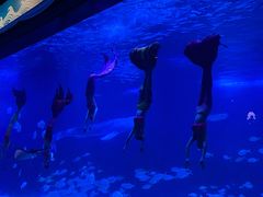 -烟台海昌鲸鲨海洋公园
