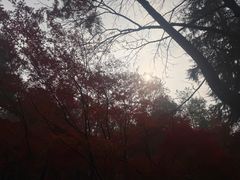 -灵顺寺