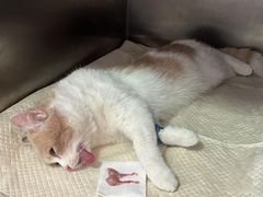 -瑞派福兴宠物医院犬猫全科·骨科·中西医结合(河东店)