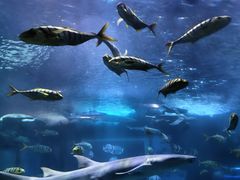 -太平洋海底世界