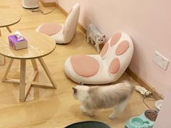 -猫咪派对(江南西店)