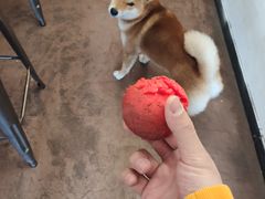 -啡语