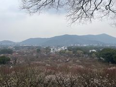-香雪海