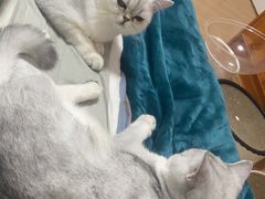 -四月宠物医院·猫专科·心脏专科·内科(转塘店)
