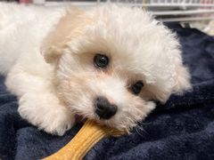 -翊宠yipet猫狗购宠庄园犬舍•猫舍