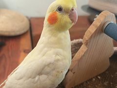 -吉丁鸟咖·异宠·寄养