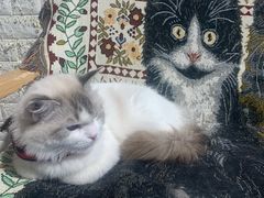 -平行世界·猫咖(首经贸店)