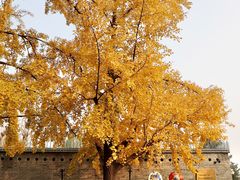 -三里屯东五街银杏大道