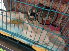 -艾吉宠物医院·疑难杂症转诊中心·猫友好(碧江路院)