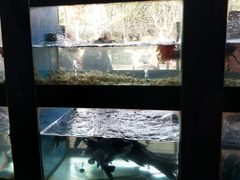 -全乐鱼馆·淳牌有机鱼直营店