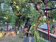 -泰山风景名胜区-普照寺