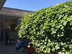 -柳沟豆腐宴义豆堂24号农家院