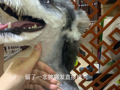 -读宠于你·约克夏比熊·睫角守宫·爬宠售卖(高新店)