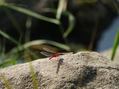 &nbsp;红蜻蜓-新江湾城公园