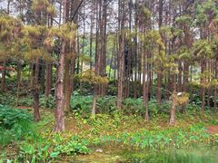 -深圳仙湖植物园