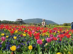 -苏州太湖西山岛开心农场