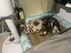-瑞派康怡24h宠物医院·犬猫医疗中心·微创绝育(瑞景分院)