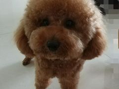 -Pets First伊珊娜洗护·精致美容·家庭式寄养(新会路店)