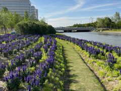 -春花秋色城市公园