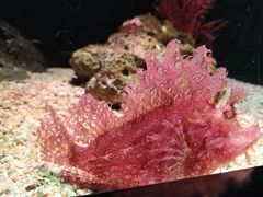 -暹罗海洋世界