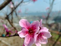 -缙云山景区