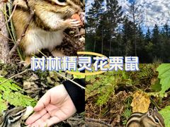 -五营国家森林公园