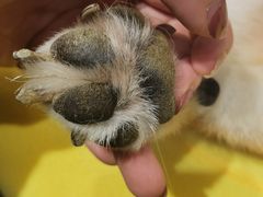 -逗柴咖啡屋·狗咖猫咖宠物桌游