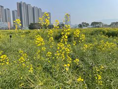 -光明小镇欢乐田园
