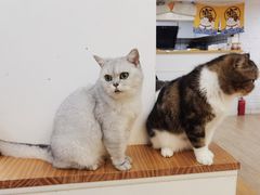 -李小姐の猫咖啡馆(五角场店)