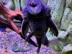 -上海海洋水族馆