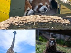 -西霞口神雕山野生动物世界