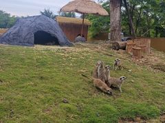 -泉州海丝野生动物世界