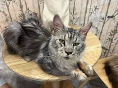 -楼上猫咖(罗湖店)