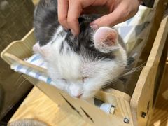 -藏猫猫咖啡主题馆(中央大道店)