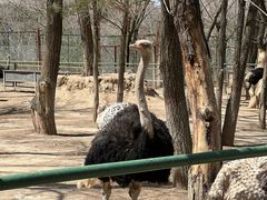 -青藏高原野生动物园