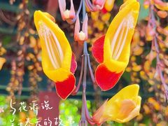 -中国科学院华南植物园