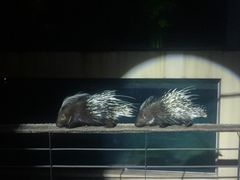 -清迈夜间动物园