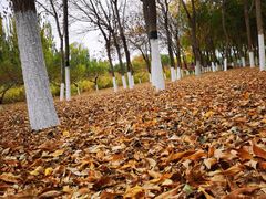 -大兴滨河森林公园