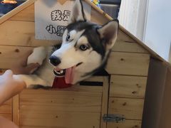 -Husky Go! 哈士奇体验馆·宠物咖啡厅狗咖