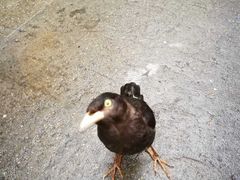 -阿一猪红汤(东风西路店)