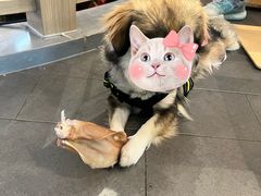 -柚子宠物(伊珊娜调理店)