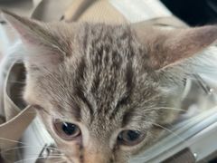 -心仪动物医院·牙专科·肿瘤·心脏科(西客站院)