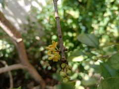 -小雅青年旅舍(平江路店)