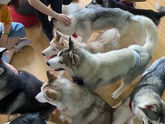 -Husky Go! 哈士奇体验馆·宠物咖啡厅狗咖