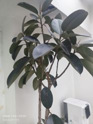 -HEYAN荷妍专业脱毛连锁机构