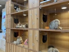 -猫十亿·布偶金渐层·曼基康矮脚猫舍(青年路店)