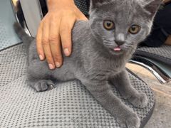 -四月宠物医院·猫专科·心脏专科·内科(转塘店)